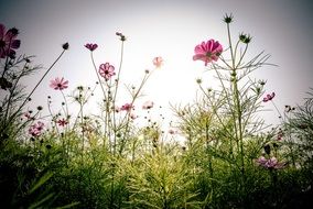 flowers in the spring meadow