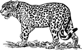 leopard monohrom drawing