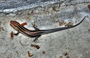 striped lizard on a stone