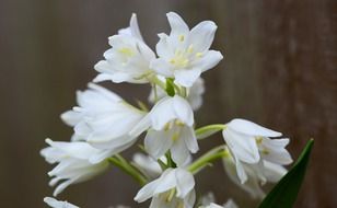 White wood hyacinth flowers