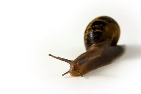 snail