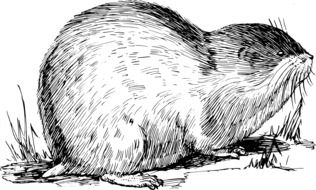 painted muskrat