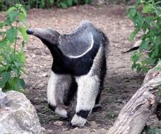 Wild anteater