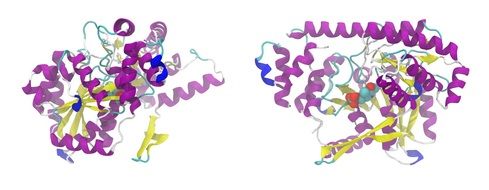 model of aminotransferase in graphic representation
