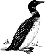 duck drawing in zoology