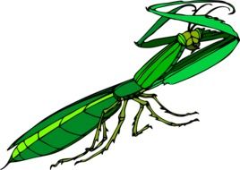 Geen insect clipart