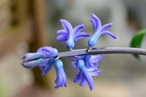 Blue hyacinth flowers