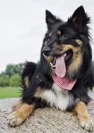 portrait of a dog on a straw bale