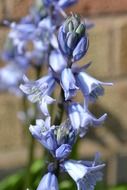 bluebell cultivated flower