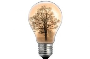 tree in the middle of the light bulb