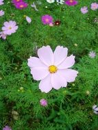 autumn cosmos flower