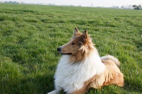 collie dog on green grass