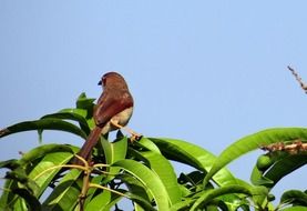 brown-shrike on a tree