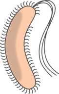 bacteria, capsule with flagellums, illustration