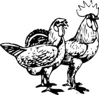poultry drawing