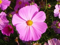 purple flowers in the sunlight close up