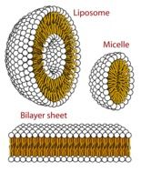 structures science biology