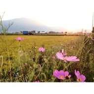 pink flowers in the autumn meadow