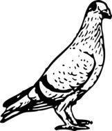 pigeon drawing in biology