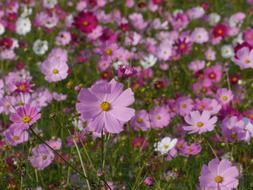 nice cosmos flowers