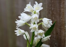white wood hyacinth