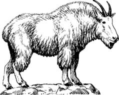 billy goat, mountain goat on rock, drawing