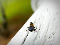 insect macro foto