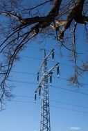 power lines under the trees