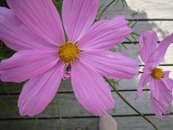 pink flower on the road background