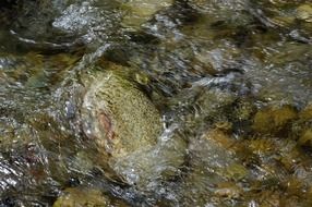current flowing river
