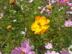 orange and purple flowers on the field