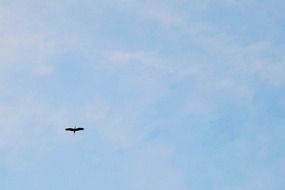 the bird flies in the blue space