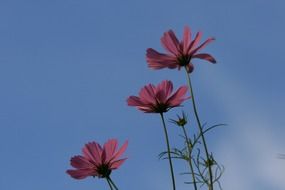 pink cosmic flowers on a background of blue sky