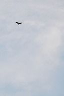 the bird is flying under the cloudy sky