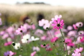 flowers in a heavenly park