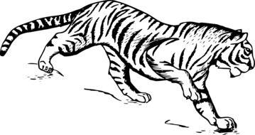 drawing of a walking tiger
