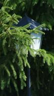 lamp pine