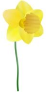 Yellow daffodil as a clipart