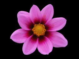 northwest cosmos flower