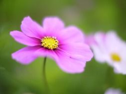blurred image of a purple flower