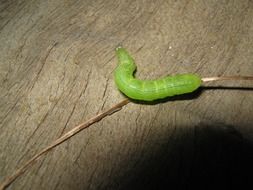 green caterpillar insect