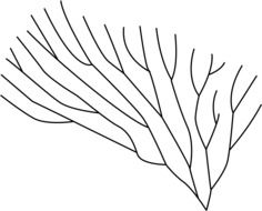 drawing of coral in biology