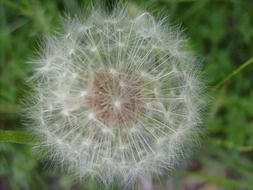 macro photo of white dandelion plant in summer