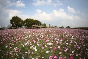 sea of summer flowers