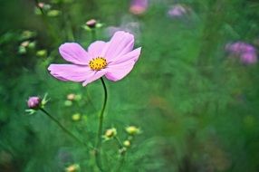 pink flower on green grass background