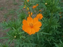 bush of cosmos sulphureus