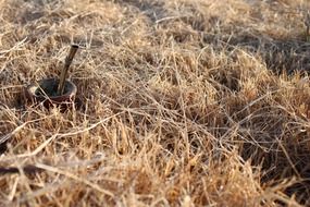 Bulb on the grass
