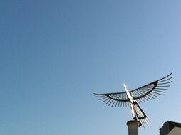 Bird on roof