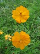 yellow flowers on the summer meadow