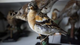 stuffed bird in museum